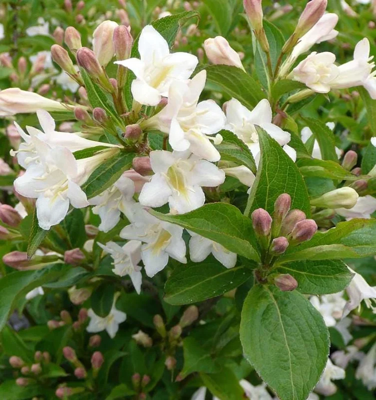 White Weigela Live Shrub - 4" Pot, 6-12" Tall - Deciduous Ornamental Bush White Weigela Live Shrub - 4" Pot, 6-12" Tall - Deciduous Ornamental Bush - Image 2