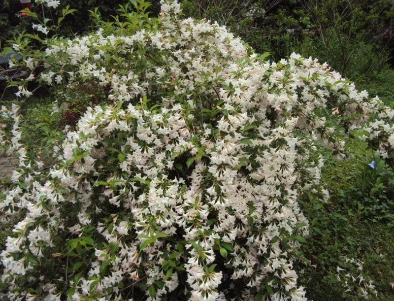White Weigela Live Shrub - 4" Pot, 6-12" Tall - Deciduous Ornamental Bush White Weigela Live Shrub - 4" Pot, 6-12" Tall - Deciduous Ornamental Bush - Image 3