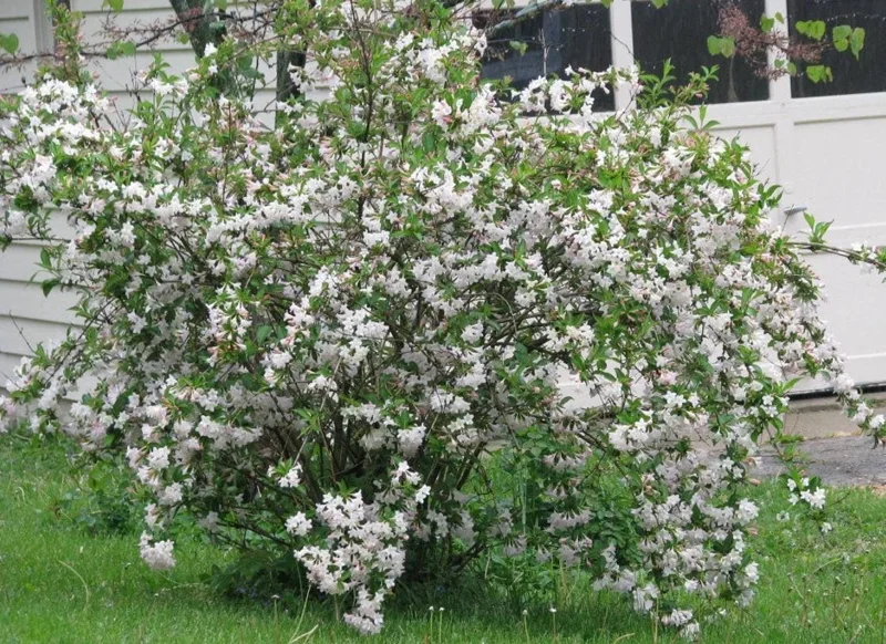 White Weigela Live Shrub - 4" Pot, 6-12" Tall - Deciduous Ornamental Bush White Weigela Live Shrub - 4" Pot, 6-12" Tall - Deciduous Ornamental Bush - Image 4