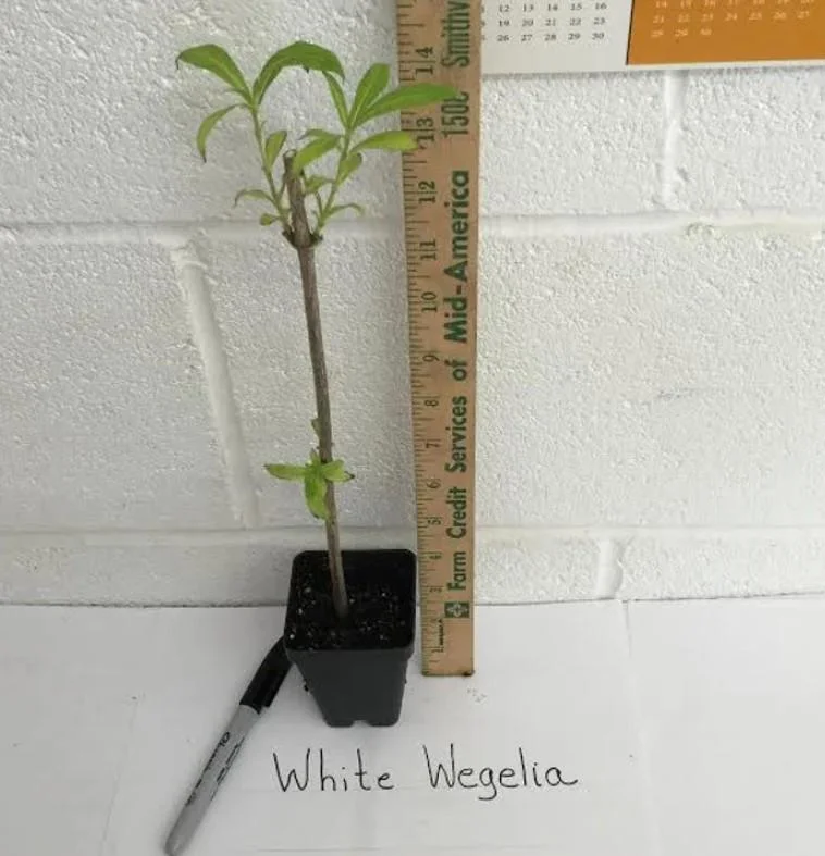 White Weigela Live Shrub - 4" Pot, 6-12" Tall - Deciduous Ornamental Bush White Weigela Live Shrub - 4" Pot, 6-12" Tall - Deciduous Ornamental Bush - Image 5