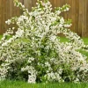White Weigela Live Shrub - 4" Pot, 6-12" Tall - Deciduous Ornamental Bush White Weigela Live Shrub - 4" Pot, 6-12" Tall - Deciduous Ornamental Bush - Image 1