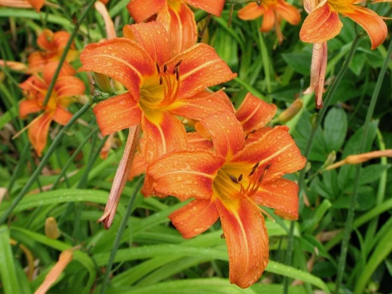 Wild Daylily Bare Roots - Hemerocallis fulva - Set of 10 Hardy Perennial Plants Wild Daylily Bare Roots - Hemerocallis fulva - Set of 10 Hardy Perennial Plants - Image 2