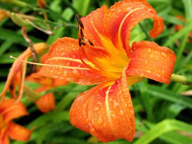 Wild Daylily Bare Roots - Hemerocallis fulva - Set of 10 Hardy Perennial Plants Wild Daylily Bare Roots - Hemerocallis fulva - Set of 10 Hardy Perennial Plants - Image 3
