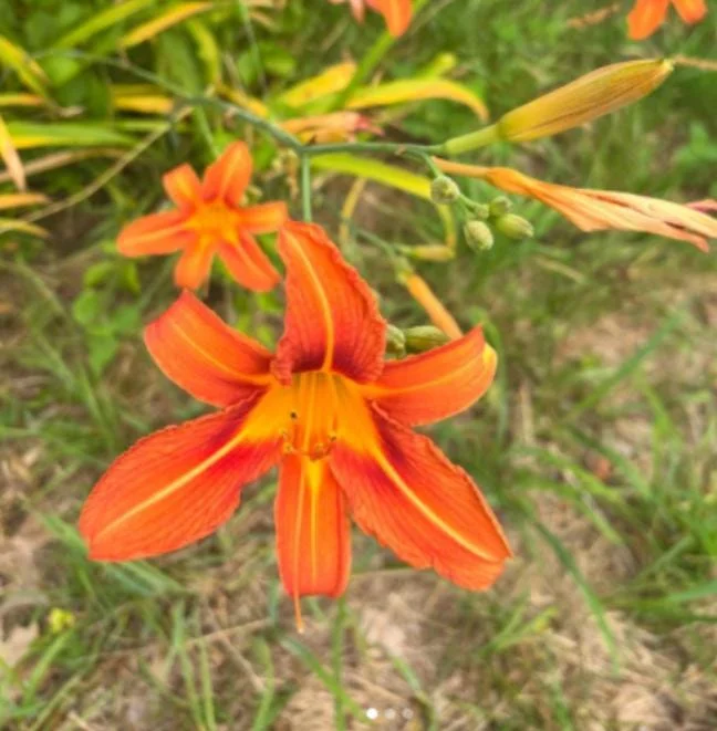 Wild Daylily Bare Roots - Hemerocallis fulva - Set of 10 Hardy Perennial Plants Wild Daylily Bare Roots - Hemerocallis fulva - Set of 10 Hardy Perennial Plants - Image 4