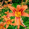 Wild Daylily Bare Roots - Hemerocallis fulva - Set of 10 Hardy Perennial Plants - Image 1