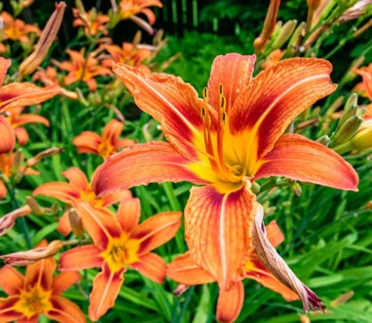 Wild Daylily Bare Roots - Hemerocallis fulva - Set of 10 Hardy Perennial Plants Wild Daylily Bare Roots - Hemerocallis fulva - Set of 10 Hardy Perennial Plants - Image 1