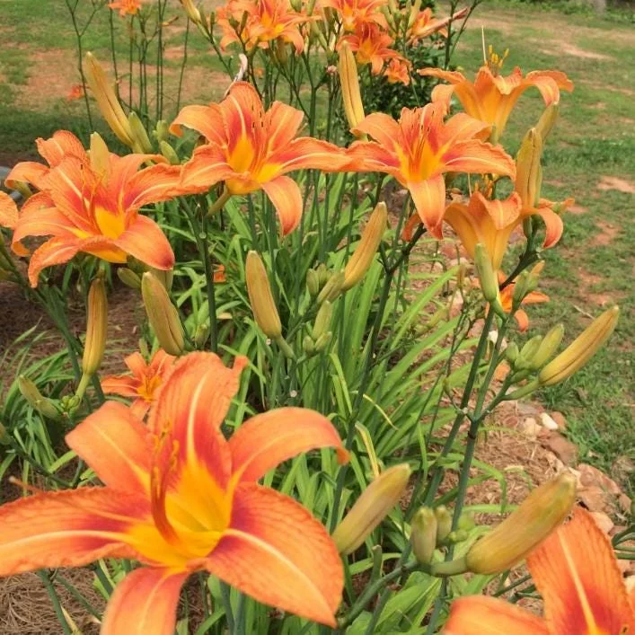 Wild Daylily Bare Roots - Hemerocallis fulva - Set of 10 Hardy Perennial Plants Wild Daylily Bare Roots - Hemerocallis fulva - Set of 10 Hardy Perennial Plants - Image 5