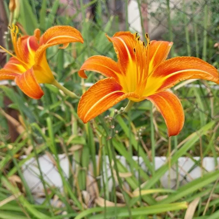 Wild Daylily Bare Roots - Hemerocallis fulva - Set of 10 Hardy Perennial Plants Wild Daylily Bare Roots - Hemerocallis fulva - Set of 10 Hardy Perennial Plants - Image 6