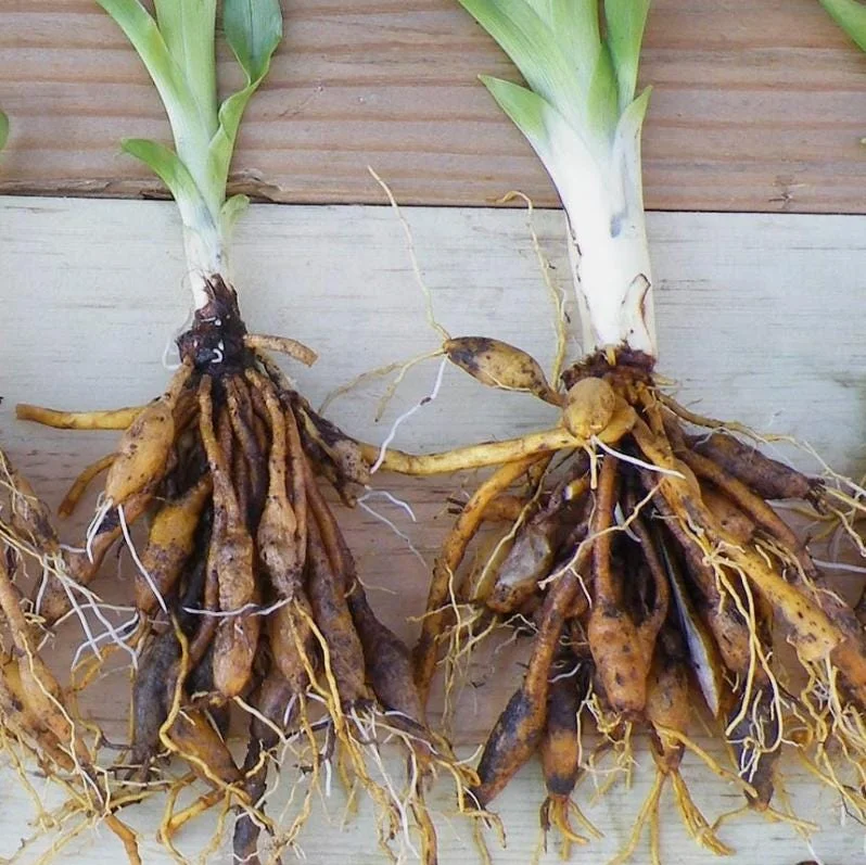 Wild Daylily Bare Roots - Hemerocallis fulva - Set of 10 Hardy Perennial Plants Wild Daylily Bare Roots - Hemerocallis fulva - Set of 10 Hardy Perennial Plants - Image 7