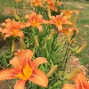 Wild Daylily Bare Roots - Hemerocallis fulva - Set of 10 Hardy Perennial Flower - Image 1