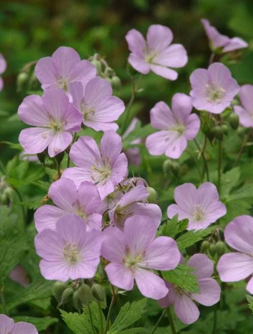 Wild Geranium Live Bareroots - Geranium Maculatum - Hardy Perennial Lavender Flowers Plant Wild Geranium Live Bareroots - Geranium Maculatum - Hardy Perennial Lavender Flowers Plant - Image 2