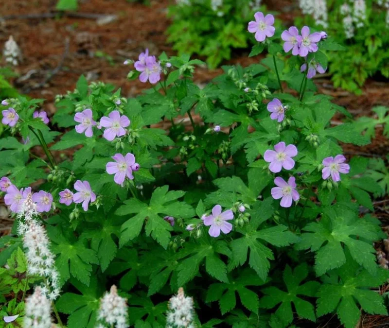 Wild Geranium Live Bareroots - Geranium Maculatum - Hardy Perennial Lavender Flowers Plant Wild Geranium Live Bareroots - Geranium Maculatum - Hardy Perennial Lavender Flowers Plant - Image 4