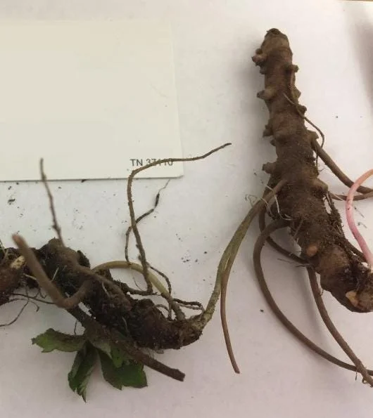 Wild Geranium Live Bareroots - Geranium Maculatum - Hardy Perennial Lavender Flowers Plant Wild Geranium Live Bareroots - Geranium Maculatum - Hardy Perennial Lavender Flowers Plant - Image 5