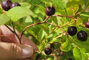 wild huckleberry fruits and plants