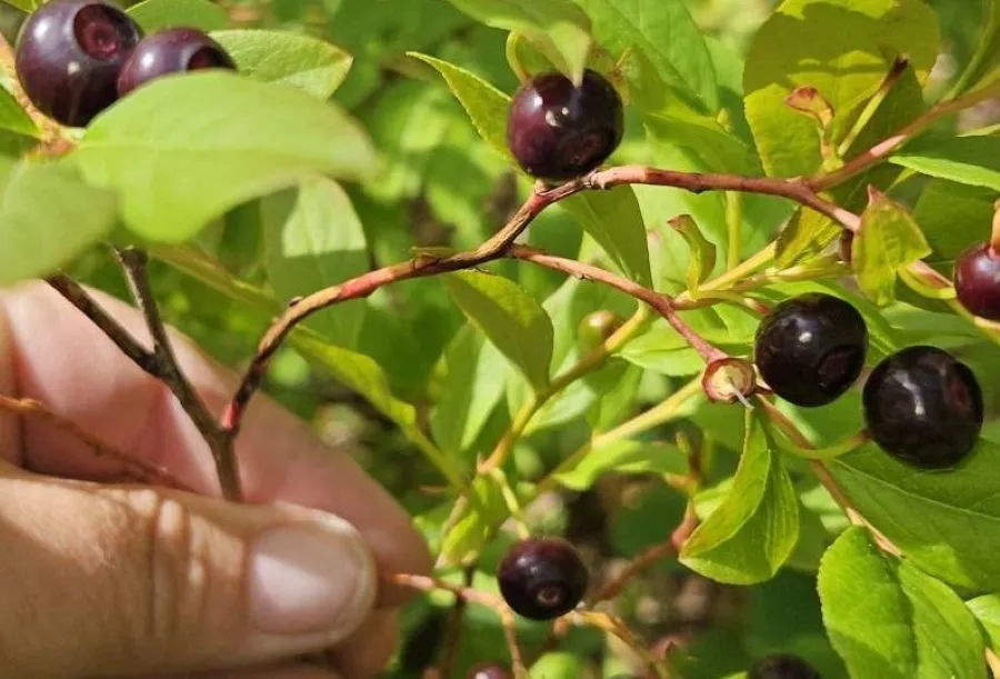 wild huckleberry fruits and plants