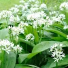 Wild Ramp Bulbs for Planting - 40 Bare Root Perennial Onion Variety - Image 1