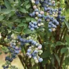 Windsor Blueberry Live Plant - Southern Highbush - 4-6" Tall Starter Bush - Image 1
