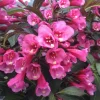 Wine and Roses Weigela Live Shrub - 1 Quart Pot - 6-12" Tall - Deciduous Flowering Bush - Image 1