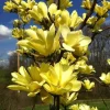 Yellow Bird Magnolia Live Plant 6-12" Tall - Deciduous Tree with Yellow Blooms - Image 1