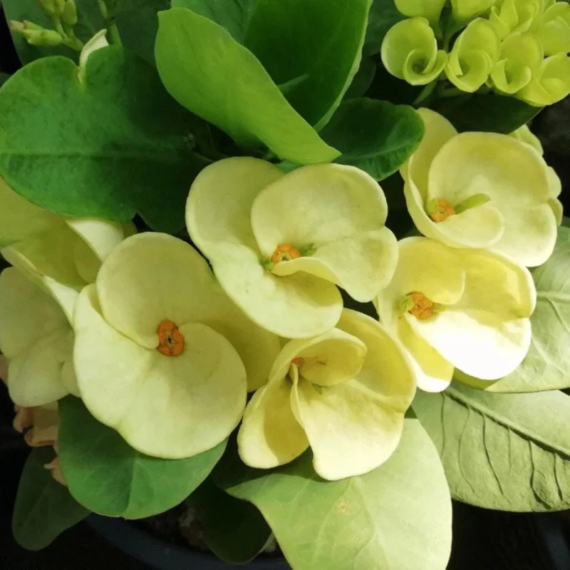 Yellow Crown of Thorns Live Plant - Euphorbia Milii Succulent, 4-6 Inch Tall Yellow Crown of Thorns Live Plant - Euphorbia Milii Succulent, 4-6 Inch Tall - Image 2