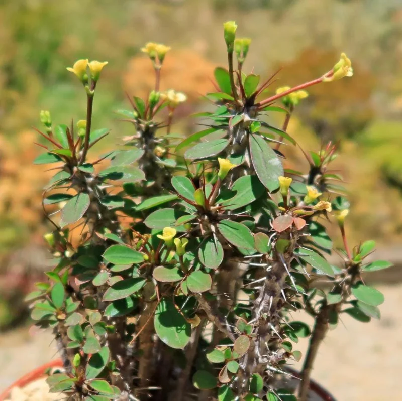 Yellow Crown of Thorns Live Plant - Euphorbia Milii Succulent, 4-6 Inch Tall Yellow Crown of Thorns Live Plant - Euphorbia Milii Succulent, 4-6 Inch Tall - Image 3
