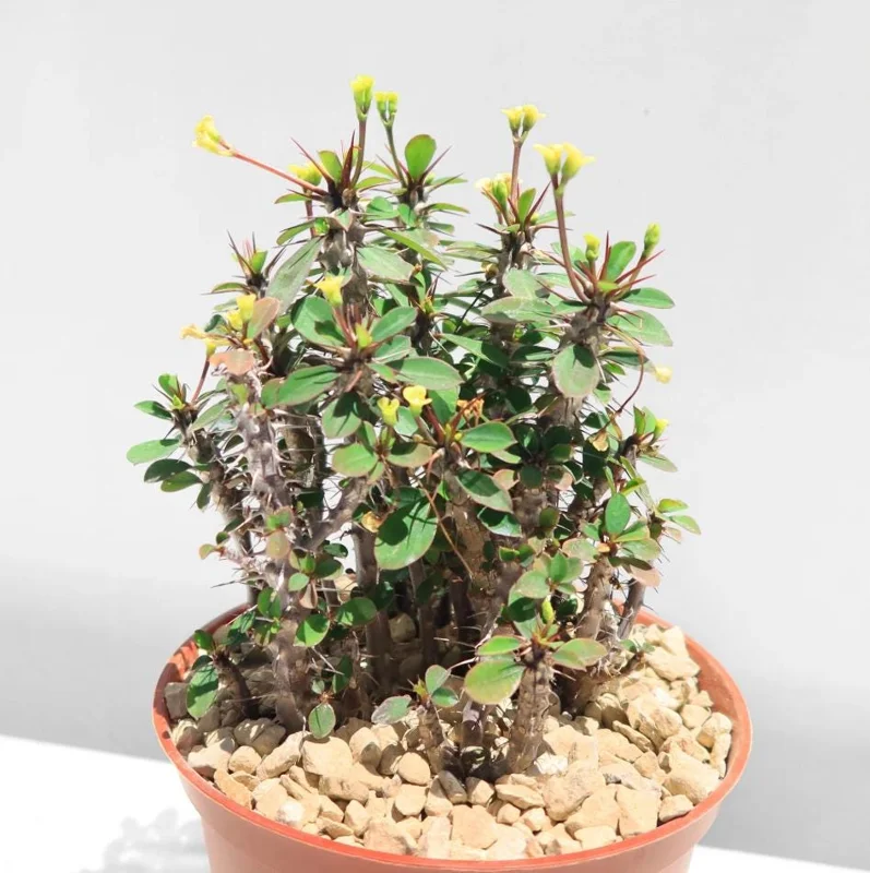 Yellow Crown of Thorns Live Plant - Euphorbia Milii Succulent, 4-6 Inch Tall Yellow Crown of Thorns Live Plant - Euphorbia Milii Succulent, 4-6 Inch Tall - Image 4
