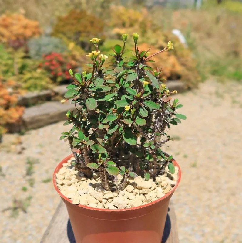 Yellow Crown of Thorns Live Plant - Euphorbia Milii Succulent, 4-6 Inch Tall Yellow Crown of Thorns Live Plant - Euphorbia Milii Succulent, 4-6 Inch Tall - Image 5