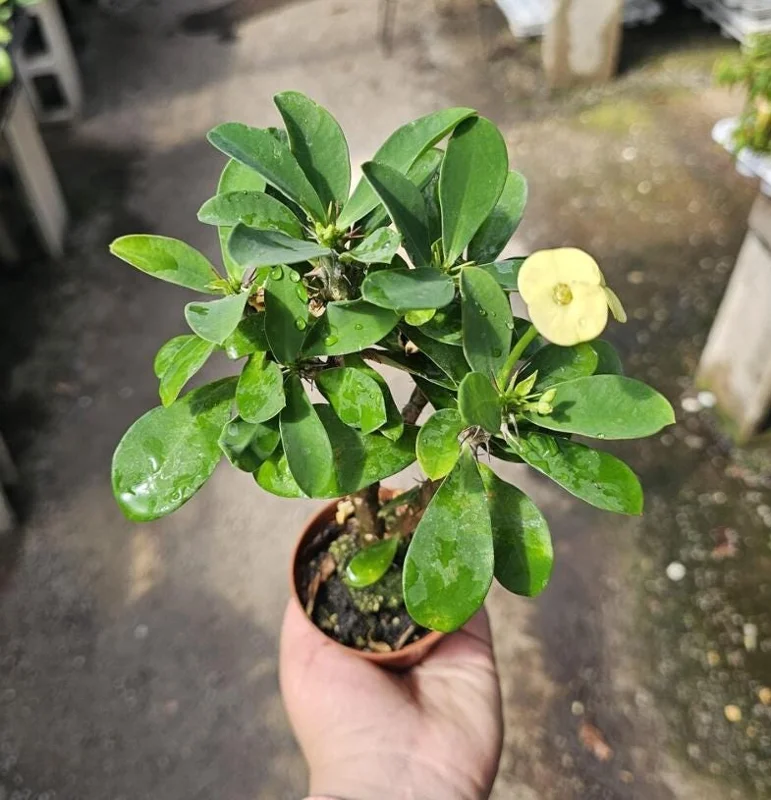 Yellow Crown of Thorns Live Plant - Euphorbia Milii Succulent, 4-6 Inch Tall Yellow Crown of Thorns Live Plant - Euphorbia Milii Succulent, 4-6 Inch Tall - Image 6