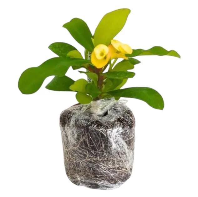 Yellow Crown of Thorns Live Plant - Euphorbia Milii Succulent, 4-6 Inch Tall Yellow Crown of Thorns Live Plant - Euphorbia Milii Succulent, 4-6 Inch Tall - Image 7