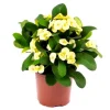 Yellow Crown of Thorns Live Plant - Euphorbia Milii Succulent, 4-6 Inch Tall - Image 1