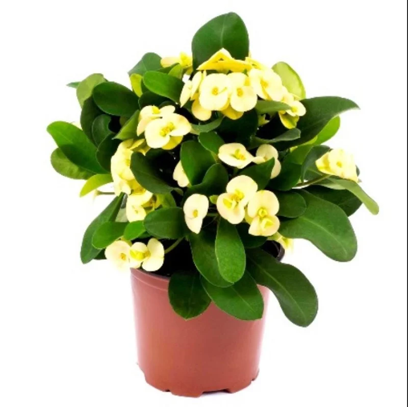 Yellow Crown of Thorns Live Plant - Euphorbia Milii Succulent, 4-6 Inch Tall Yellow Crown of Thorns Live Plant - Euphorbia Milii Succulent, 4-6 Inch Tall - Image 1