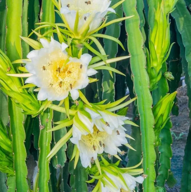 Yellow Dragon Fruit Live Plant - 3-6" Tall Fruiting Cactus Starter, Hylocereus Megalanthus Yellow Dragon Fruit Live Plant - 3-6" Tall Fruiting Cactus Starter, Hylocereus Megalanthus - Image 3