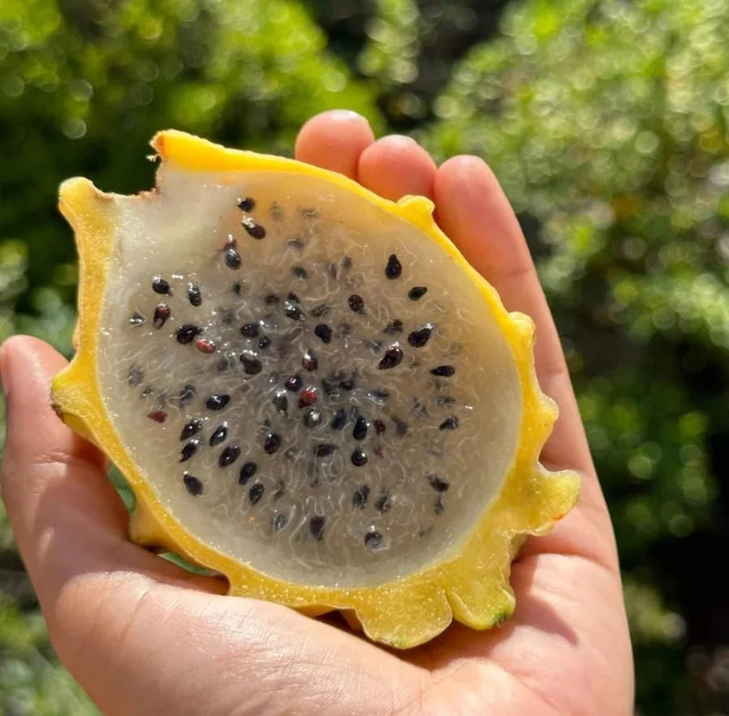 Yellow Dragon Fruit Live Plant - 3-6" Tall Fruiting Cactus Starter, Hylocereus Megalanthus Yellow Dragon Fruit Live Plant - 3-6" Tall Fruiting Cactus Starter, Hylocereus Megalanthus - Image 4