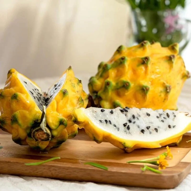 Yellow Dragon Fruit Live Plant - 3-6" Tall Fruiting Cactus Starter, Hylocereus Megalanthus Yellow Dragon Fruit Live Plant - 3-6" Tall Fruiting Cactus Starter, Hylocereus Megalanthus - Image 5