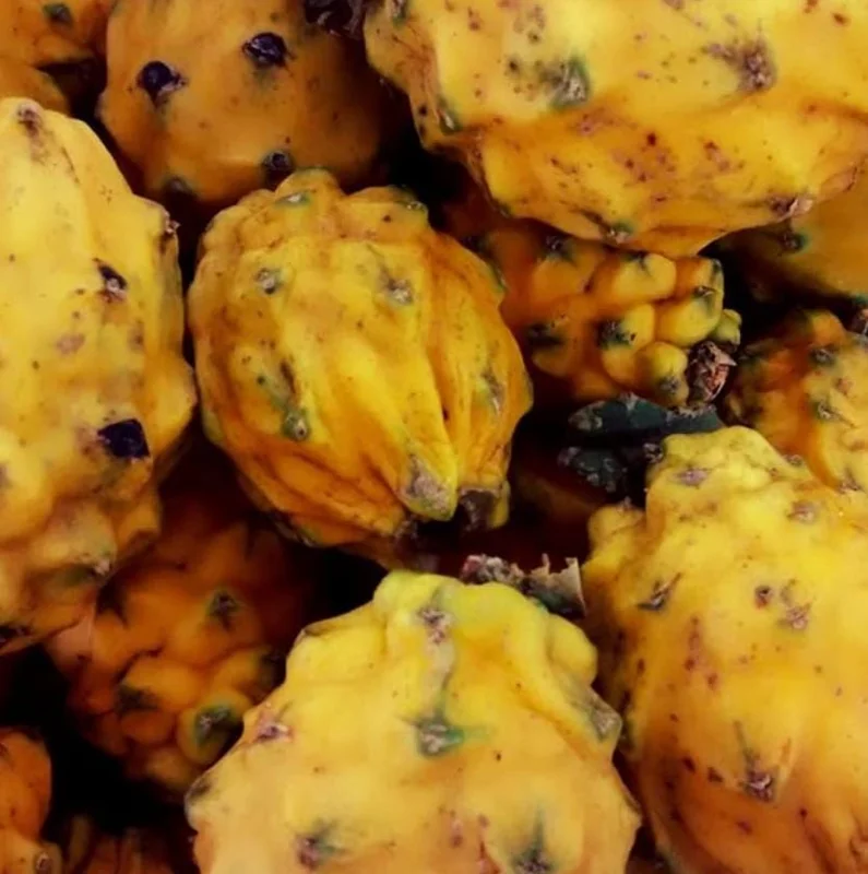 Yellow Dragon Fruit Live Plant - 3-6" Tall Fruiting Cactus Starter, Hylocereus Megalanthus Yellow Dragon Fruit Live Plant - 3-6" Tall Fruiting Cactus Starter, Hylocereus Megalanthus - Image 6