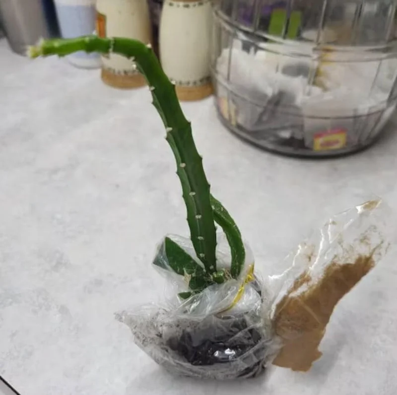 Yellow Dragon Fruit Live Plant - 3-6" Tall Fruiting Cactus Starter, Hylocereus Megalanthus Yellow Dragon Fruit Live Plant - 3-6" Tall Fruiting Cactus Starter, Hylocereus Megalanthus - Image 7