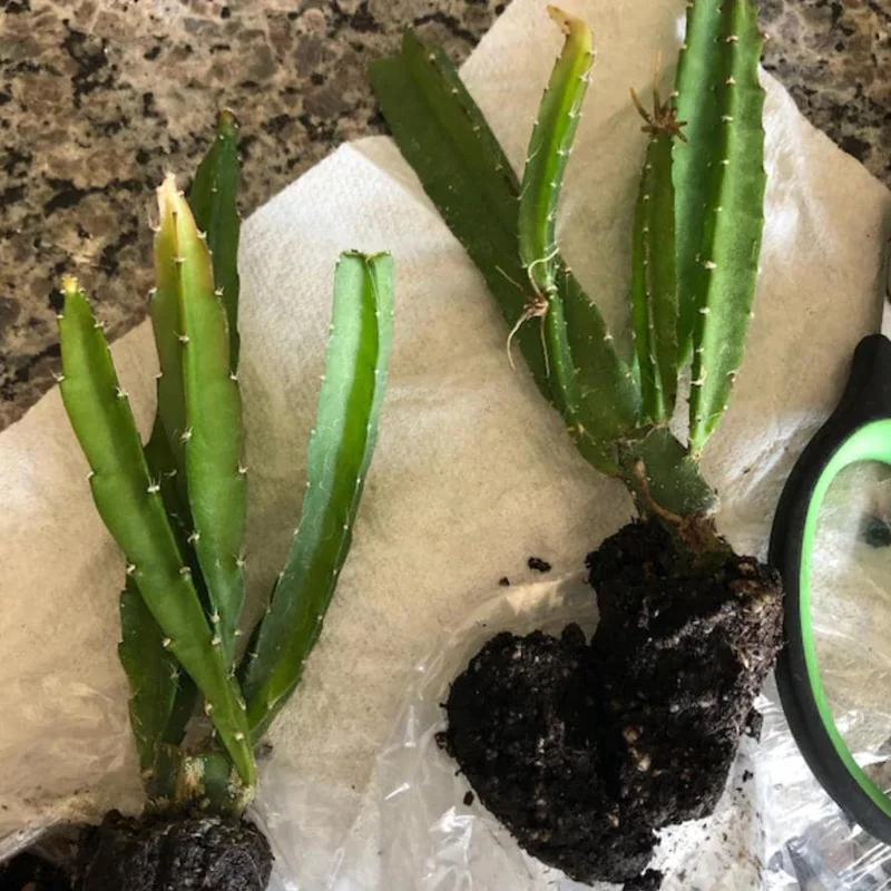 Yellow Dragon Fruit Live Plant - 3-6" Tall Fruiting Cactus Starter, Hylocereus Megalanthus Yellow Dragon Fruit Live Plant - 3-6" Tall Fruiting Cactus Starter, Hylocereus Megalanthus - Image 8