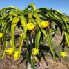 Yellow Dragon Fruit Live Plant - 3-6" Tall Fruiting Cactus Starter, Hylocereus Megalanthus Yellow Dragon Fruit Live Plant - 3-6" Tall Fruiting Cactus Starter, Hylocereus Megalanthus - Image 1