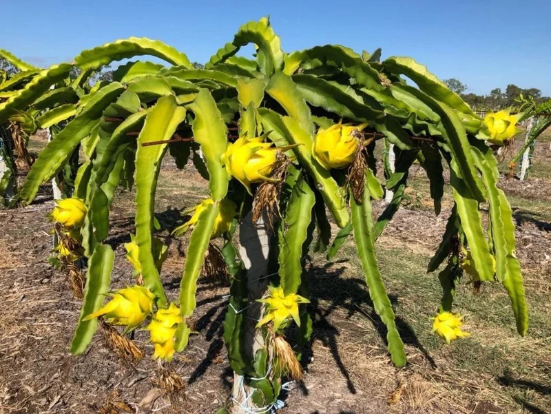 Yellow Dragon Fruit Live Plant - 3-6" Tall Fruiting Cactus Starter, Hylocereus Megalanthus Yellow Dragon Fruit Live Plant - 3-6" Tall Fruiting Cactus Starter, Hylocereus Megalanthus - Image 1