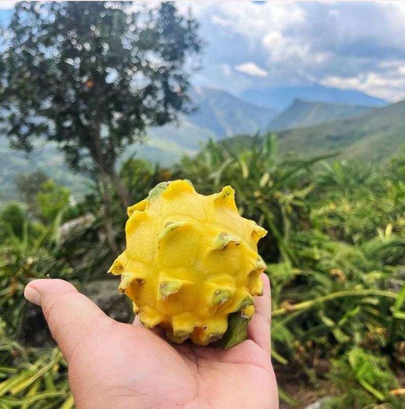 Yellow Dragon Fruit Live Plant Set of 2 - 3-6" Tall Selenicereus Megalanthus Fruiting Cactus Vine - Image 2