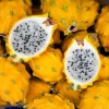 Yellow Dragon Fruit Live Plant Set of 2 - 3-6" Tall Selenicereus Megalanthus Fruiting Cactus Vine - Image 1