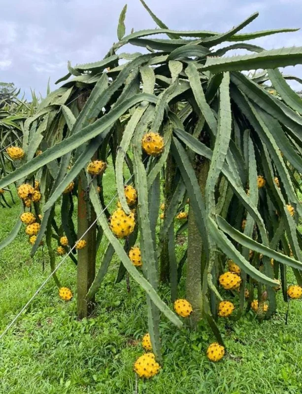 Yellow Dragon Fruit Live Plant – Tropical Fruiting Cactus – 3-6 Inch Tall Starter Plant – Indoor/Outdoor Yellow Dragon Fruit Live Plant – Tropical Fruiting Cactus – 3-6 Inch Tall Starter Plant – Indoor/Outdoor - Image 2
