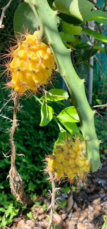 Yellow Dragon Fruit Live Plant – Tropical Fruiting Cactus – 3-6 Inch Tall Starter Plant – Indoor/Outdoor Yellow Dragon Fruit Live Plant – Tropical Fruiting Cactus – 3-6 Inch Tall Starter Plant – Indoor/Outdoor - Image 3