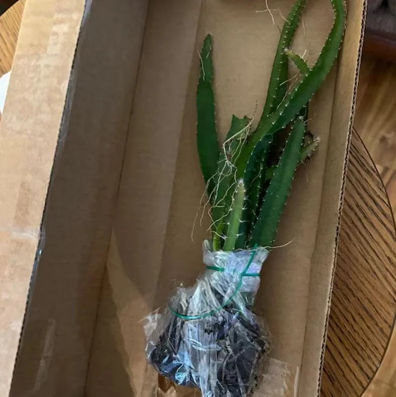 Yellow Dragon Fruit Live Plant – Tropical Fruiting Cactus – 3-6 Inch Tall Starter Plant – Indoor/Outdoor Yellow Dragon Fruit Live Plant – Tropical Fruiting Cactus – 3-6 Inch Tall Starter Plant – Indoor/Outdoor - Image 4