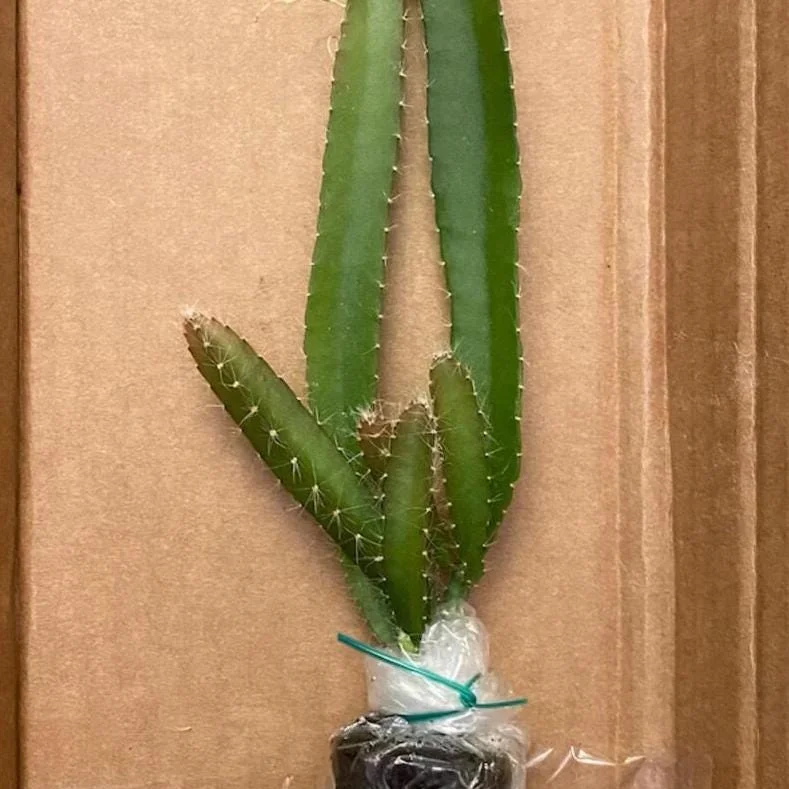 Yellow Dragon Fruit Live Plant – Tropical Fruiting Cactus – 3-6 Inch Tall Starter Plant – Indoor/Outdoor Yellow Dragon Fruit Live Plant – Tropical Fruiting Cactus – 3-6 Inch Tall Starter Plant – Indoor/Outdoor - Image 5