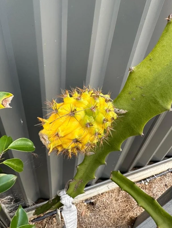 Yellow Dragon Fruit Live Plant – Tropical Fruiting Cactus – 3-6 Inch Tall Starter Plant – Indoor/Outdoor Yellow Dragon Fruit Live Plant – Tropical Fruiting Cactus – 3-6 Inch Tall Starter Plant – Indoor/Outdoor - Image 6