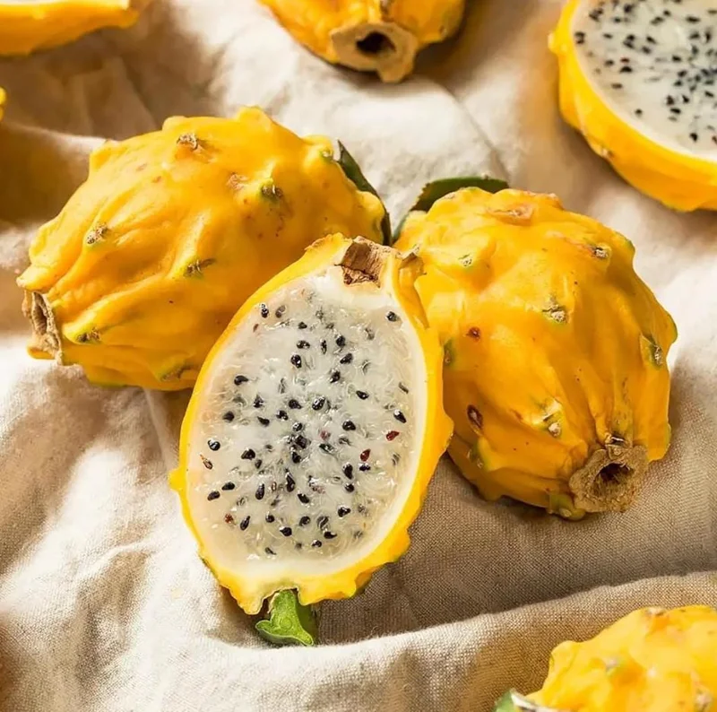 Yellow Dragon Fruit Live Plant – Tropical Fruiting Cactus – 3-6 Inch Tall Starter Plant – Indoor/Outdoor Yellow Dragon Fruit Live Plant – Tropical Fruiting Cactus – 3-6 Inch Tall Starter Plant – Indoor/Outdoor - Image 7