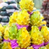 Yellow Dragon Fruit Plant Live 4 inch Pot - Sweet Edible Fruit Cactus Tree Yellow Dragon Fruit Plant Live 4 inch Pot - Sweet Edible Fruit Cactus Tree - Image 1