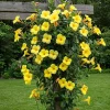 Yellow Mandevilla Live Plant – Set of 2 Starter Vines – 4-6" Tall – No Pot - Image 1