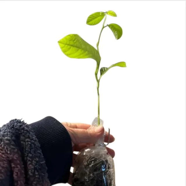 Yellow Passion Fruit Live Starter Plant - 4-6 Inch Tall Vine, Well Rooted Yellow Passion Fruit Live Starter Plant - 4-6 Inch Tall Vine, Well Rooted - Image 10